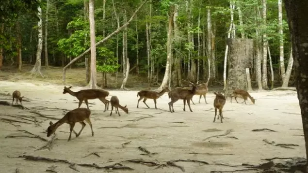 بوستان آهوان کیش
