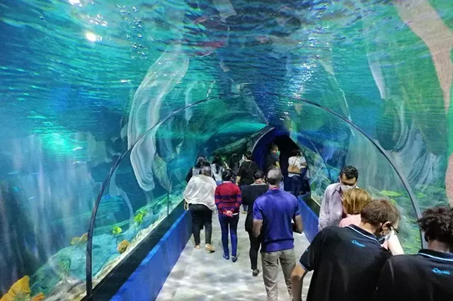 آکواریوم موریس