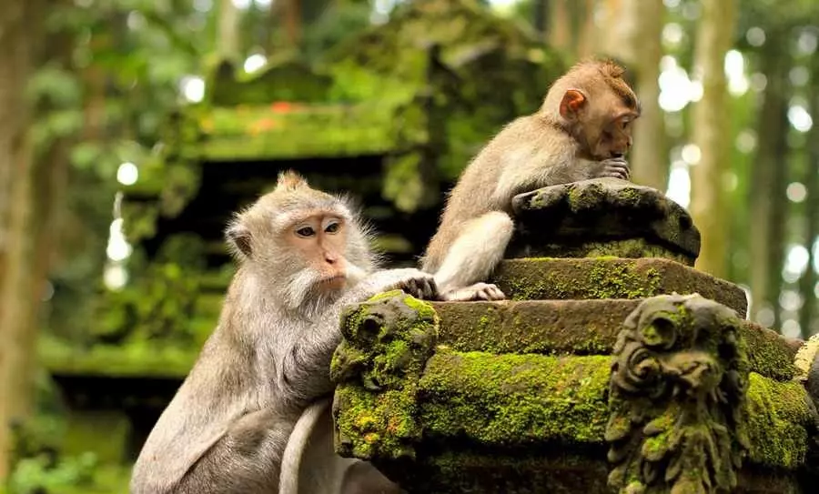 جنگل میمون اوبود