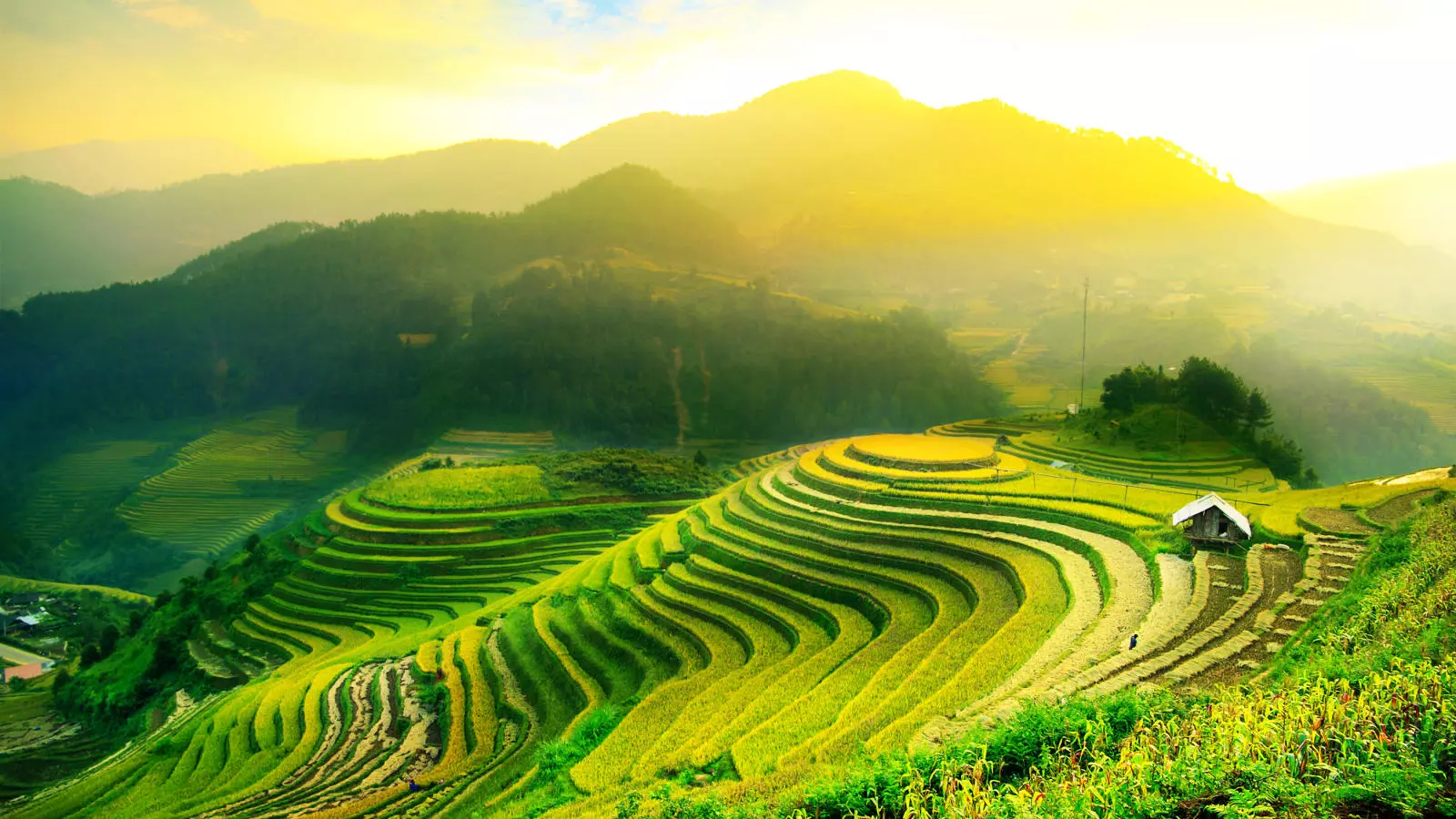 مزارع برنج در منطقه اوبود (‏Tegallalang Rice Terraces‏)‏‎