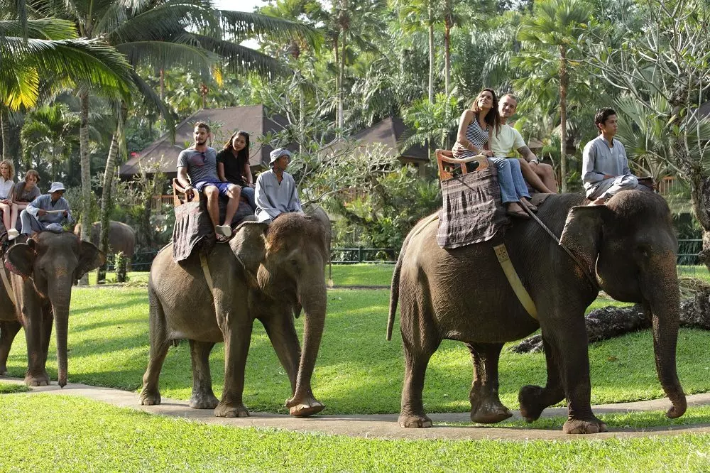 سافاری پارک فیل ها‎