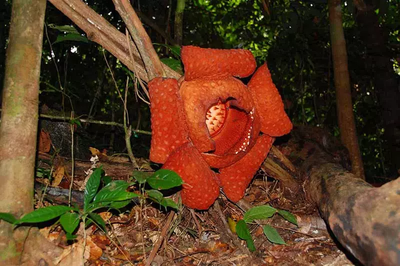 پارک ملی گونونگ گادینگ (Gunung Gading)