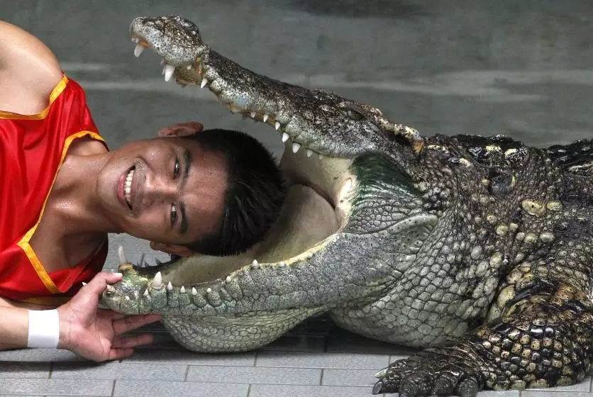 مزرعه کروکودیل ها