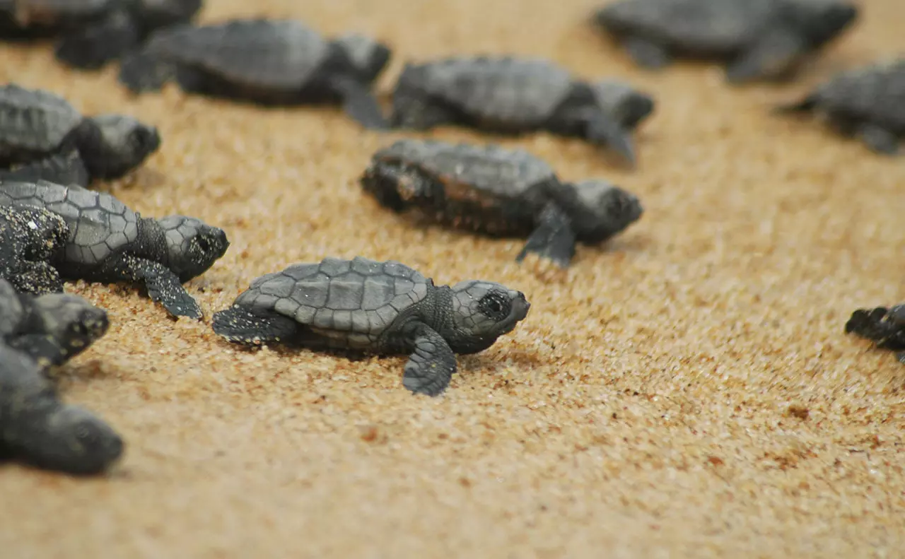 سواحل لاک پشت ها در قبرس شمالی