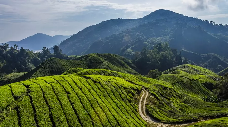 کمرون هایلندز (Cameron Highlands)