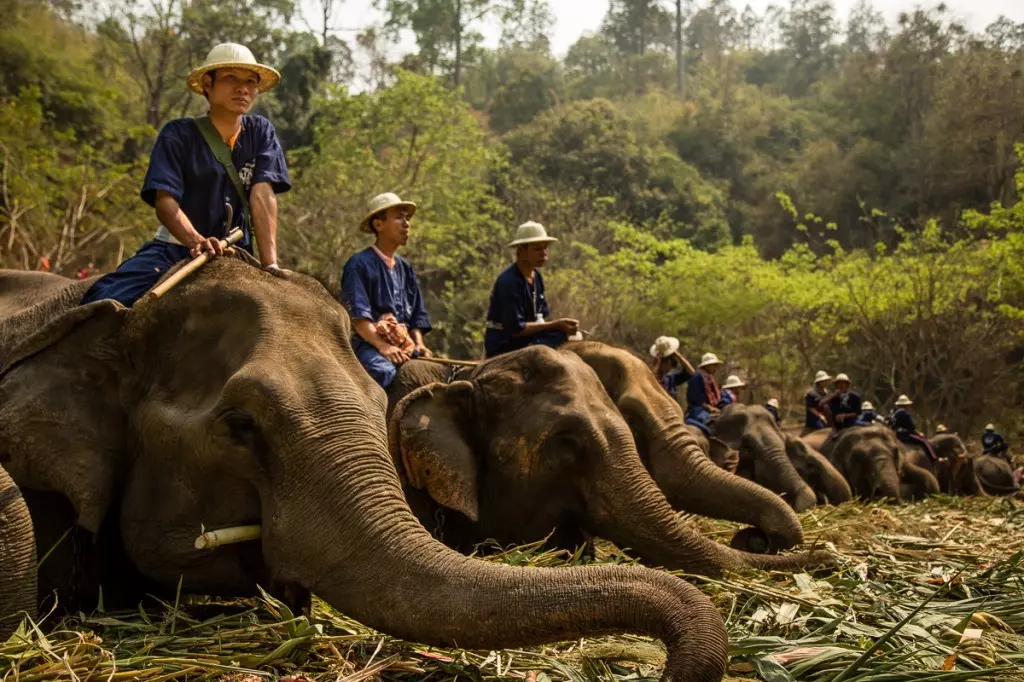 دهکده‌ی فیل‌ها