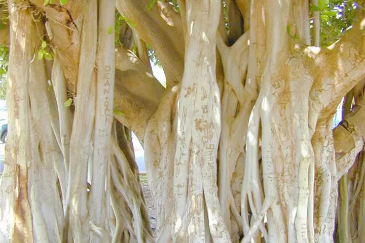 درخت مکرزن؛ انجیر معابد