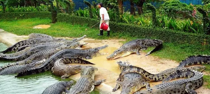 مزرعه تمساح‌ها