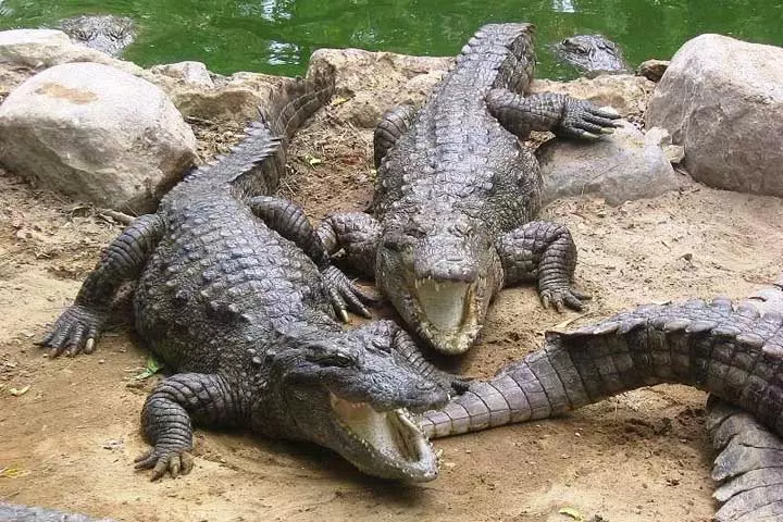 منطقه حفاظت شده گاندو باهوکلات ، یادگاری از دوره ژوراسیک